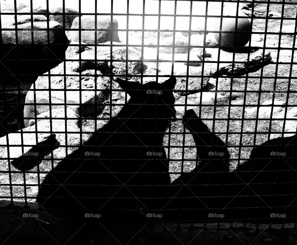 Silhouette of cougar in cage 