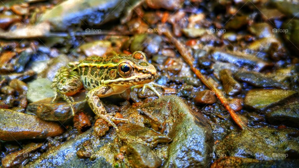 Frog on wet rock