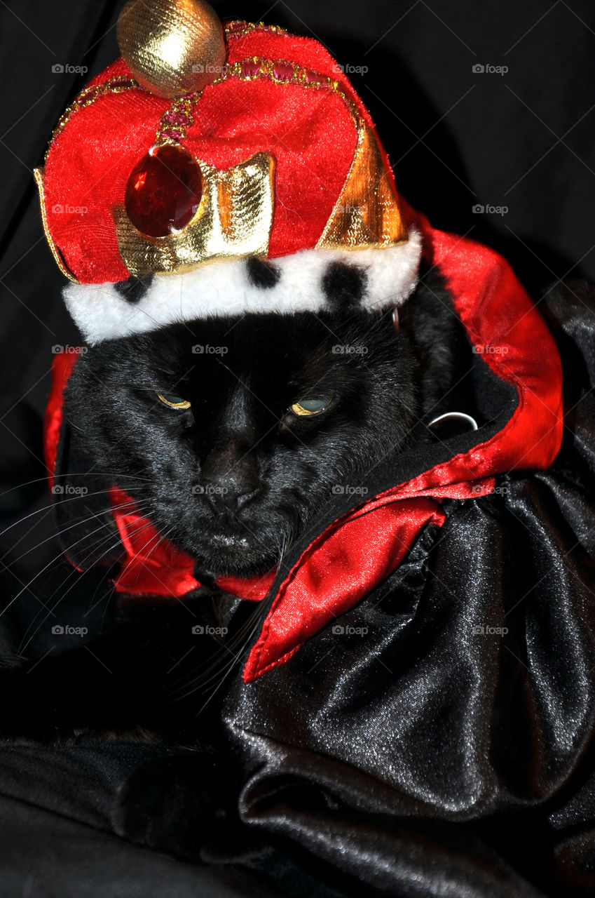 Royal black cat looking less than thrilled