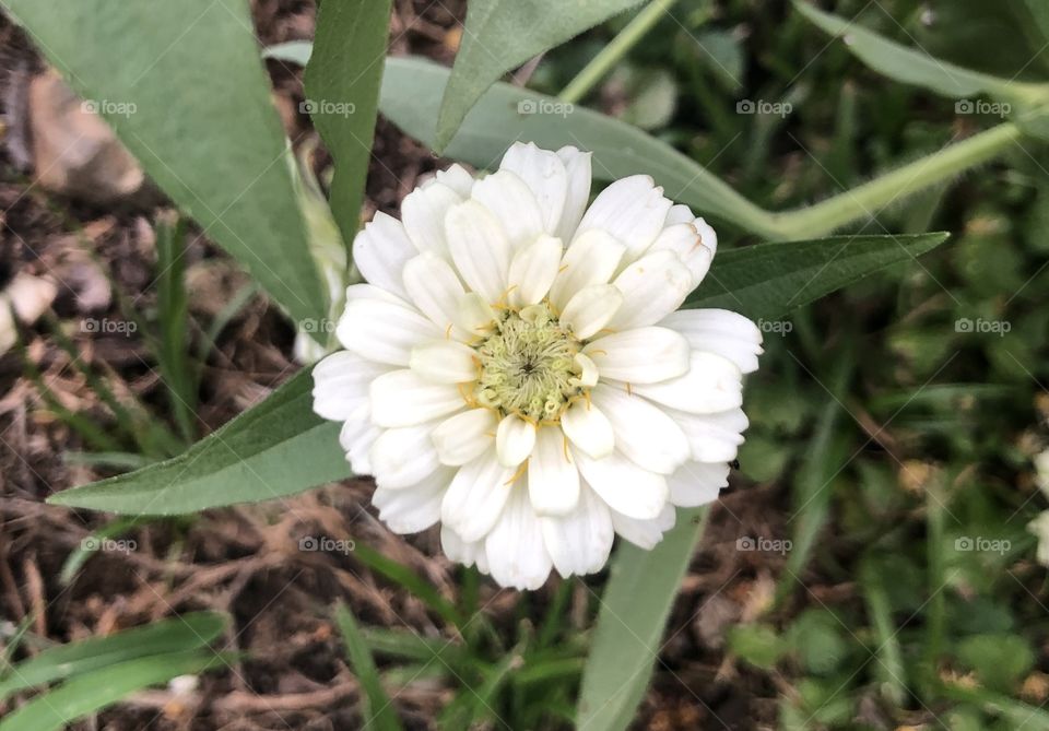 Wild white flower