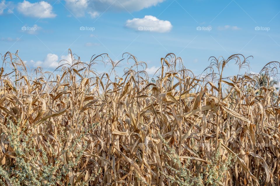 Beautiful field across blue sky