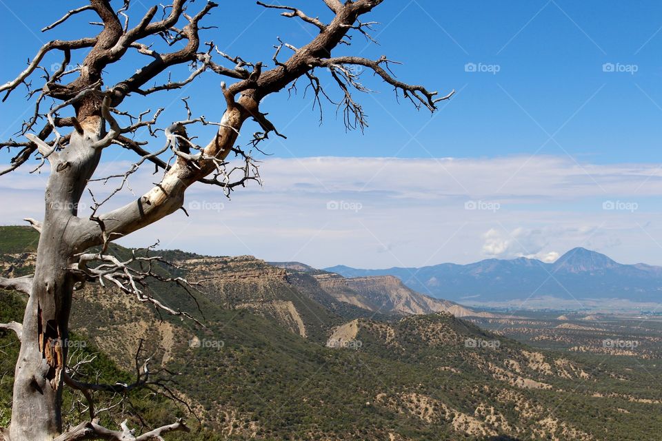 Dead Tree in Mesa Verde