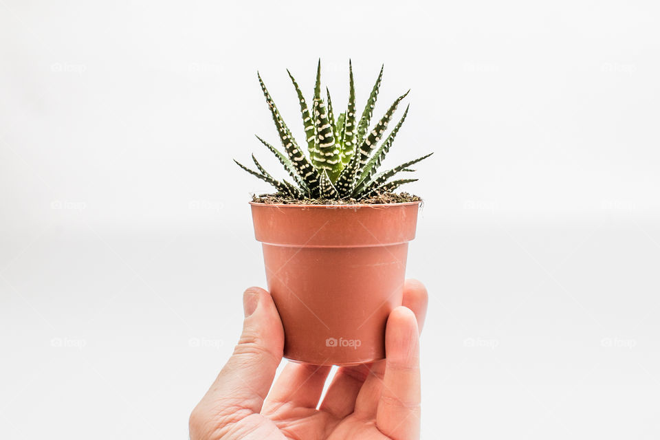 Hand Holding Haworthia (Zebra Cactus) Succulent Plant In Pot Isolated In White Background