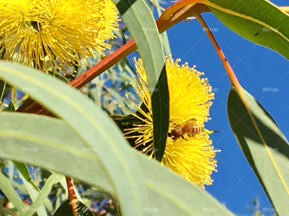 Eucalyptus Flower With A Bee.