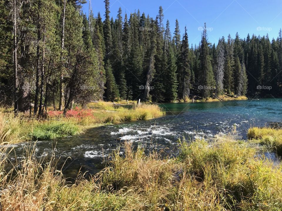 Oregon’s beautiful Deschutes River at Blue Hole near its headwaters in the forest with the wild grasses on its banks in splendid fall colors of yellow, red, and orange on a sunny autumn day.