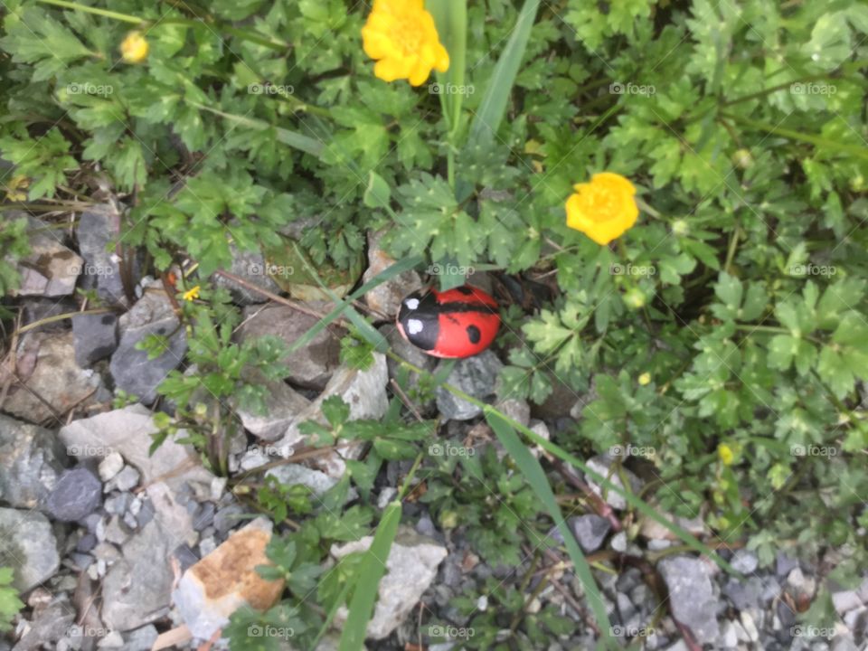 Stone I painted as a Ladybug and put in Willband Park