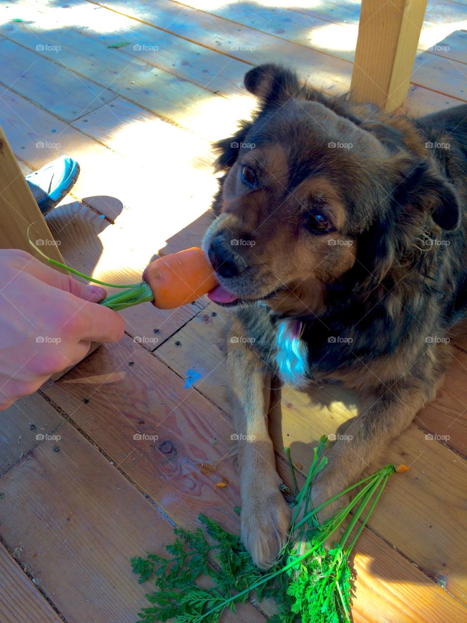 What's up, Dog?. Ohana means "dog who loves carrots." Or something.