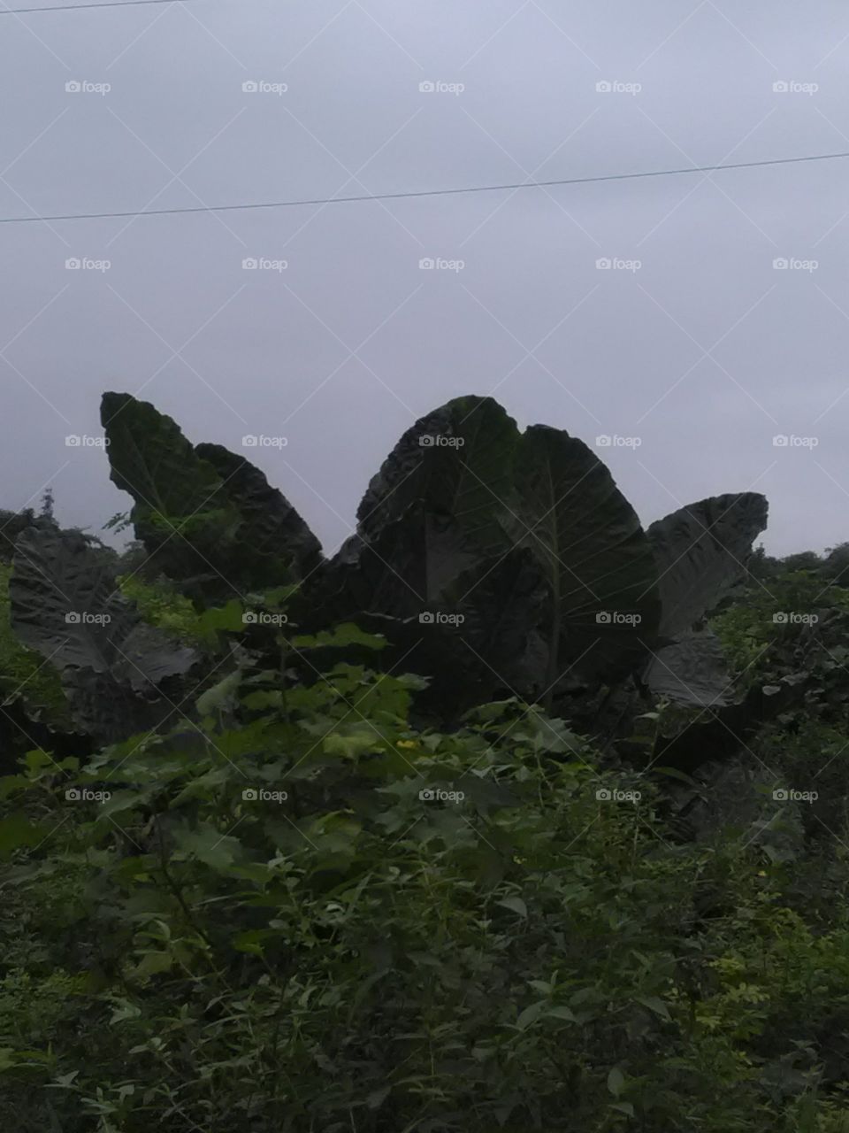 The Garden is the beginning of our daily routine, the Garden feels like it is the experience of Santa.