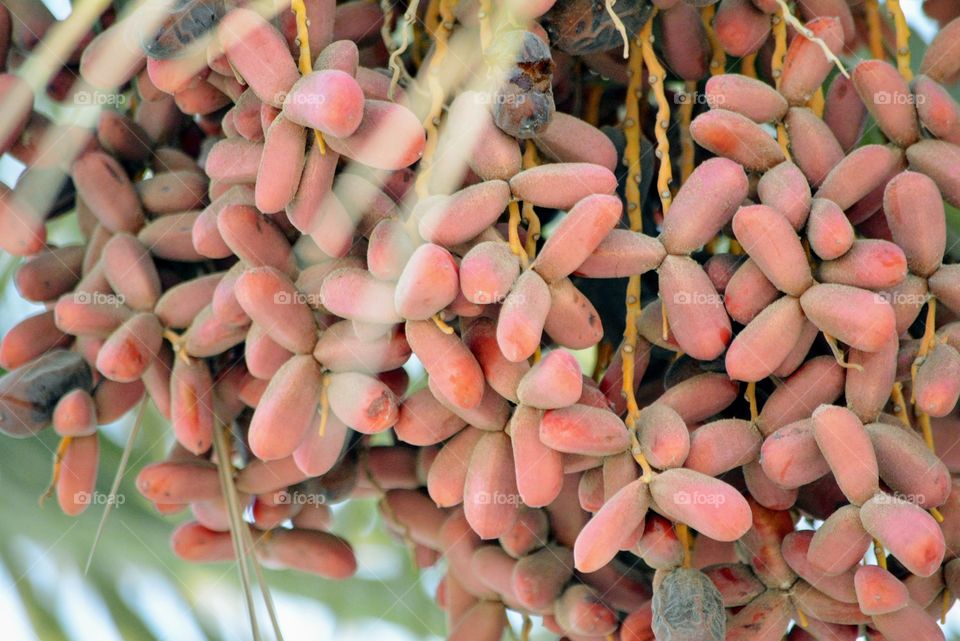 Dates on tree ready for plucking at Bahrain 