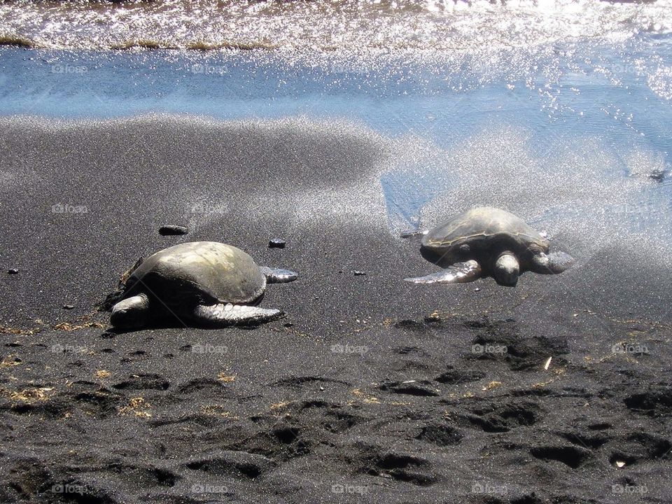 Beached Seaturtles