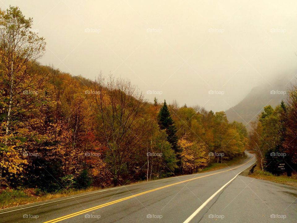 View of a forest during autumn