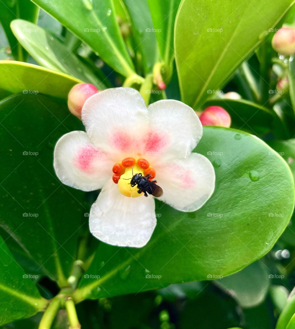 🇺🇸 Spring is the season for flowers! And this little bee has already started working... after all, it's her time! / 🇧🇷 A primavera é a estação das flores! E essa abelhinha já começou a trabalhar… afinal, é a época dela!