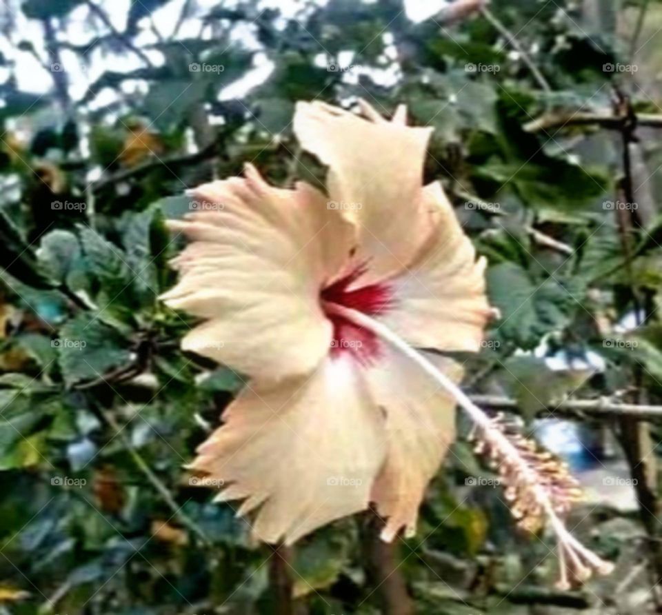 most beautiful and attractive flowers in the garden.