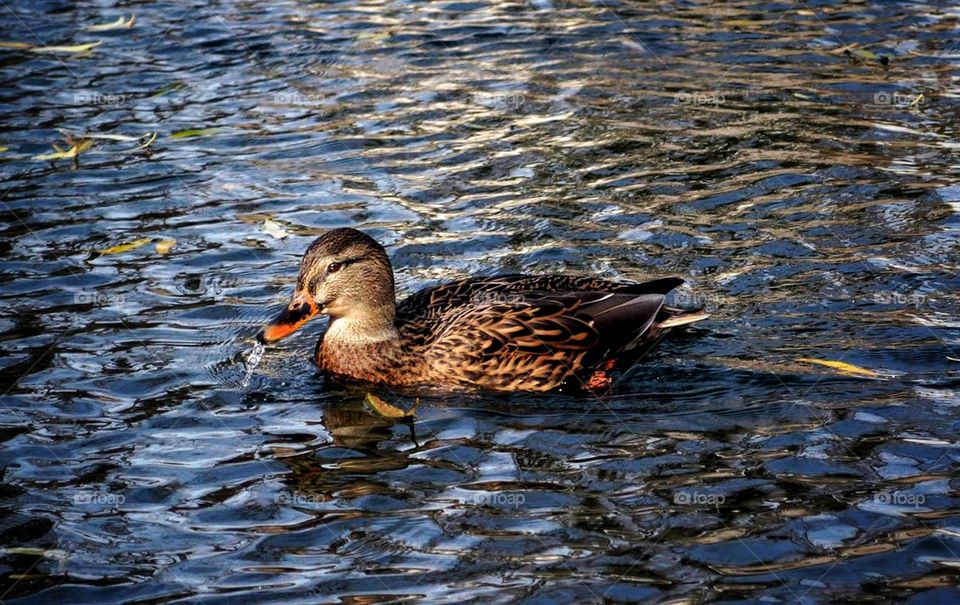 female mallard duck facing left swimming in water