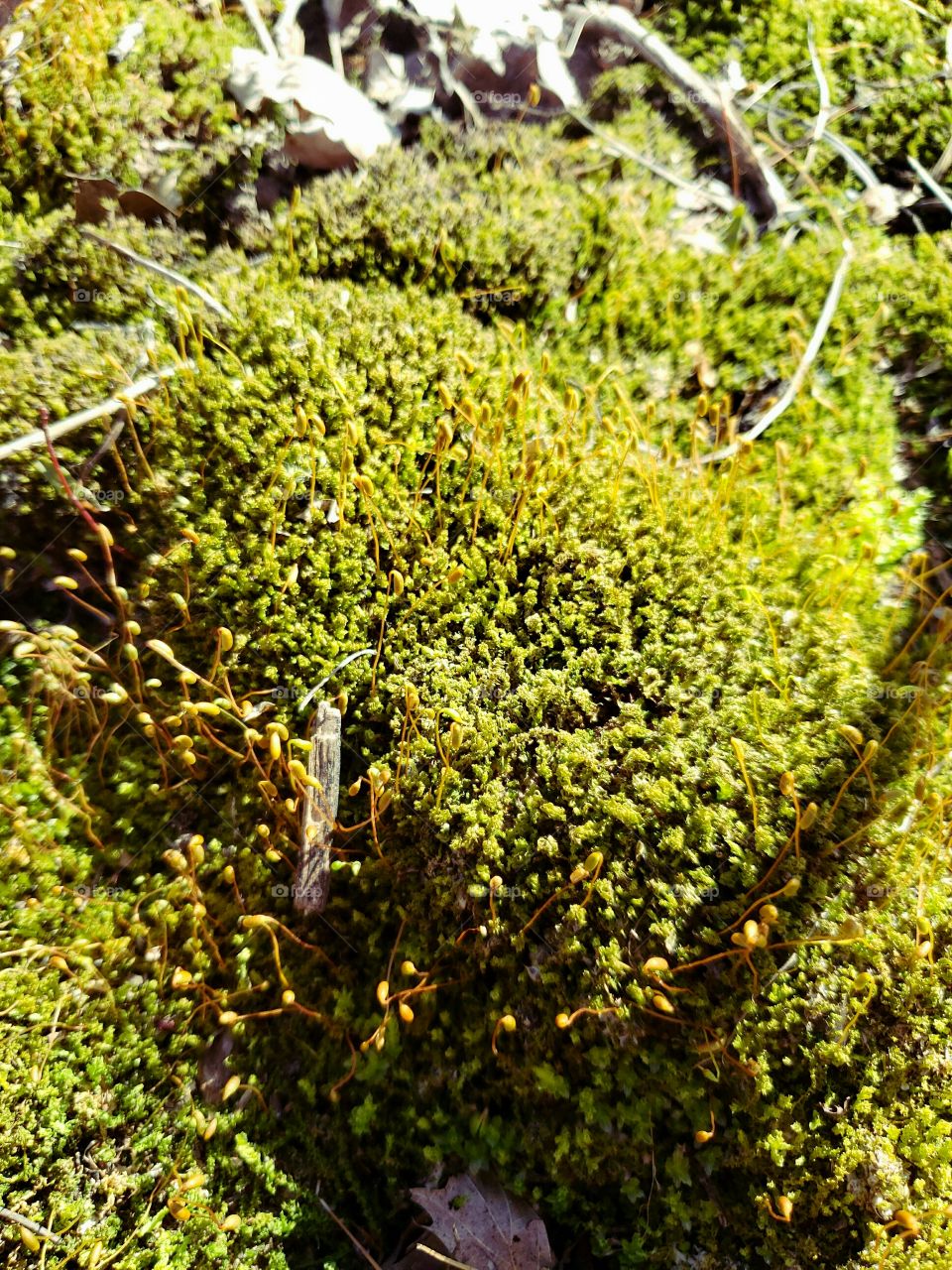 moss on an old dead tree stump