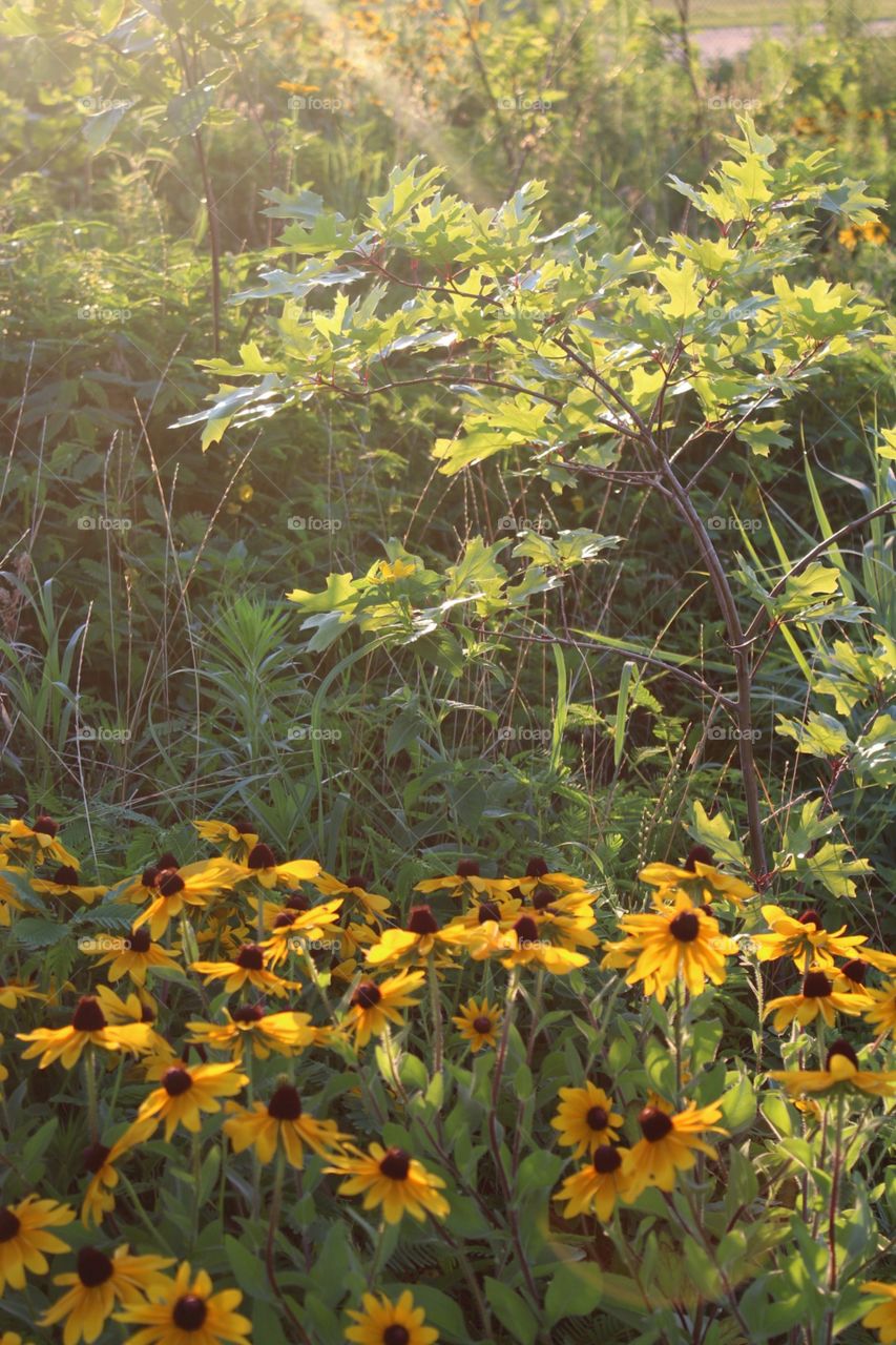 Nature, Flora, Leaf, Flower, No Person