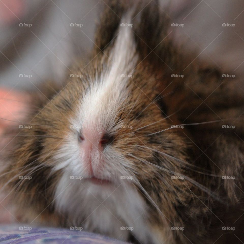 This is Suki, a long hairy fluffy guinea pig. she's only a few weeks old here