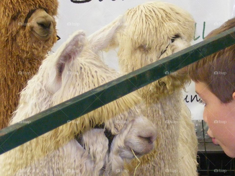 Friendly alpacas looking at a boy