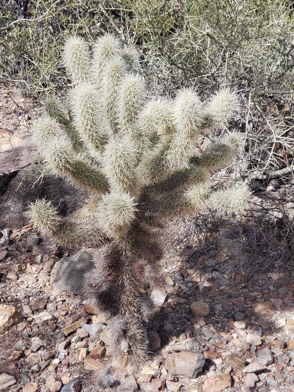 fuzzy cactus