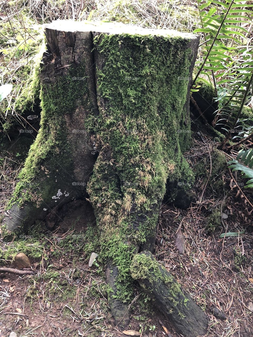 Moss growing on a stump in the forest near the ocean 