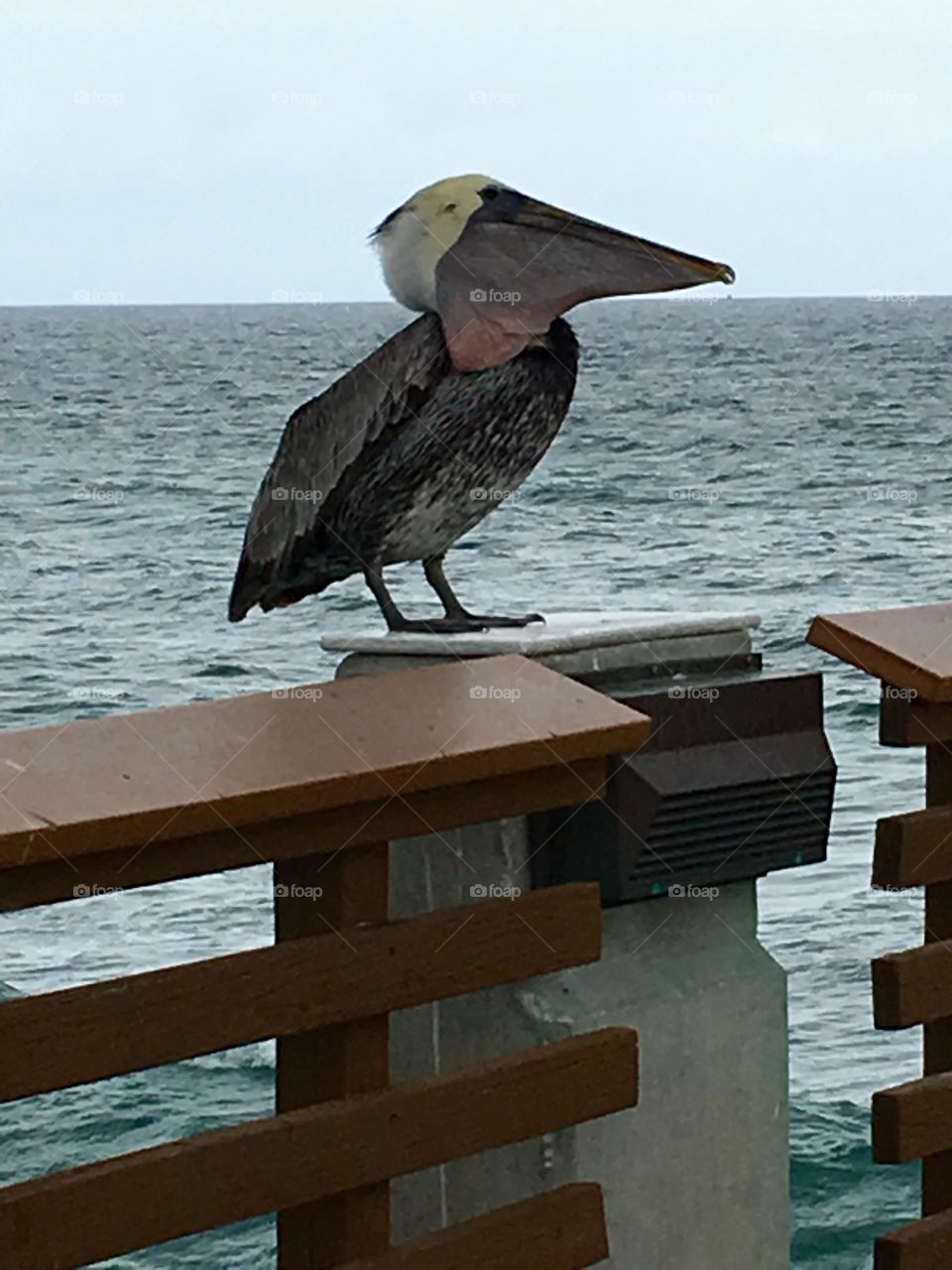 Pelican that ate a mackerel that bit through his pouch and escaped, leaving a hole.
