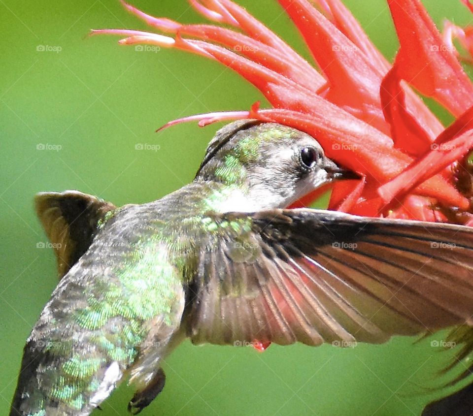 Hummingbird drinking nectar from a bee balm flower