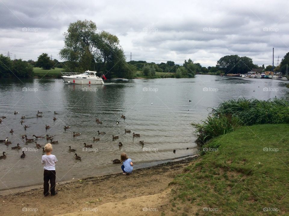 Feeding the ducks, Chertsey. Feeding ducks on the River Thames, Chertsey, Surrey, England.
