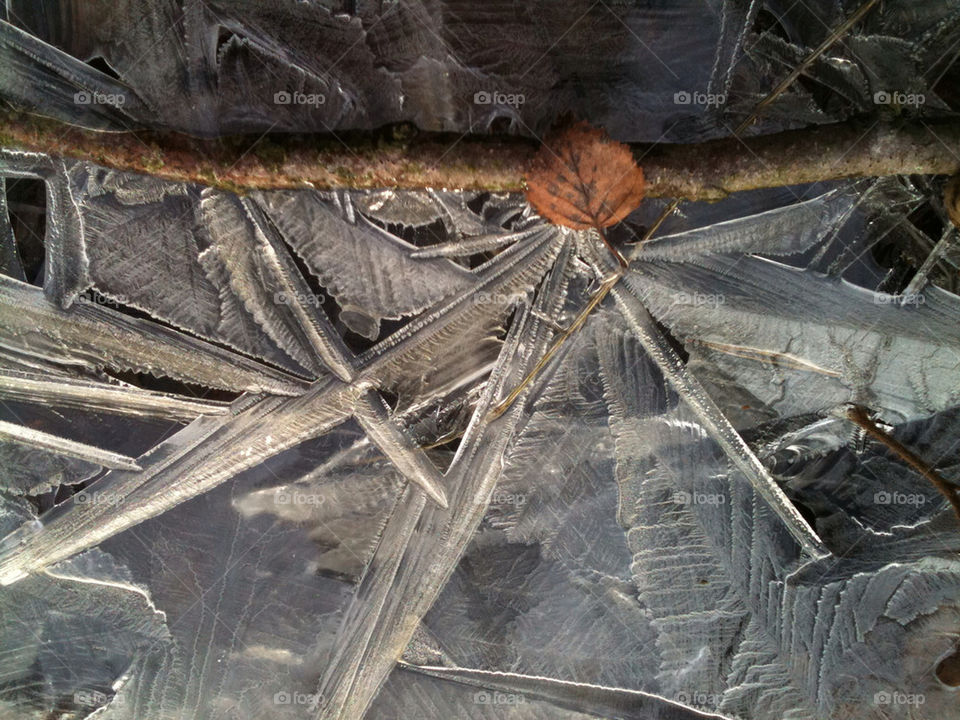 winter water ice leaf by ev77