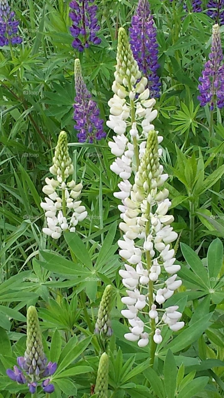 lupins flowers