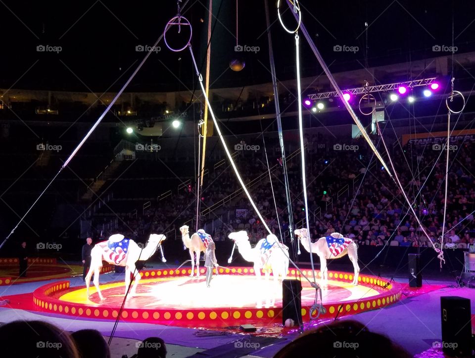camels at circus
