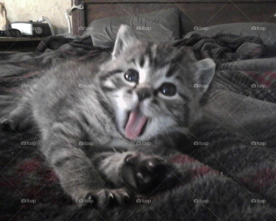 Yawning kitten. Baby kitten yawning before napping