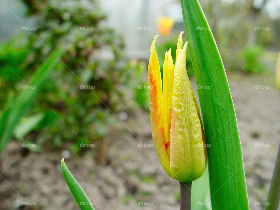 tulip