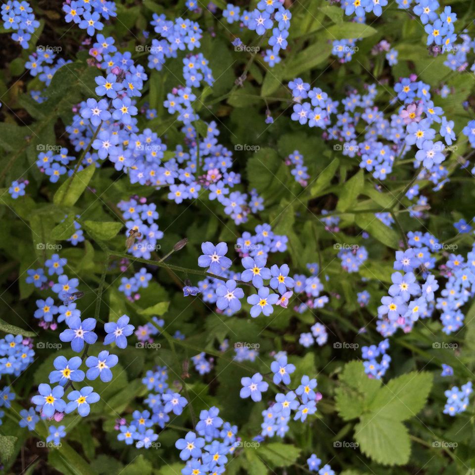 forget-me-nots blooming 