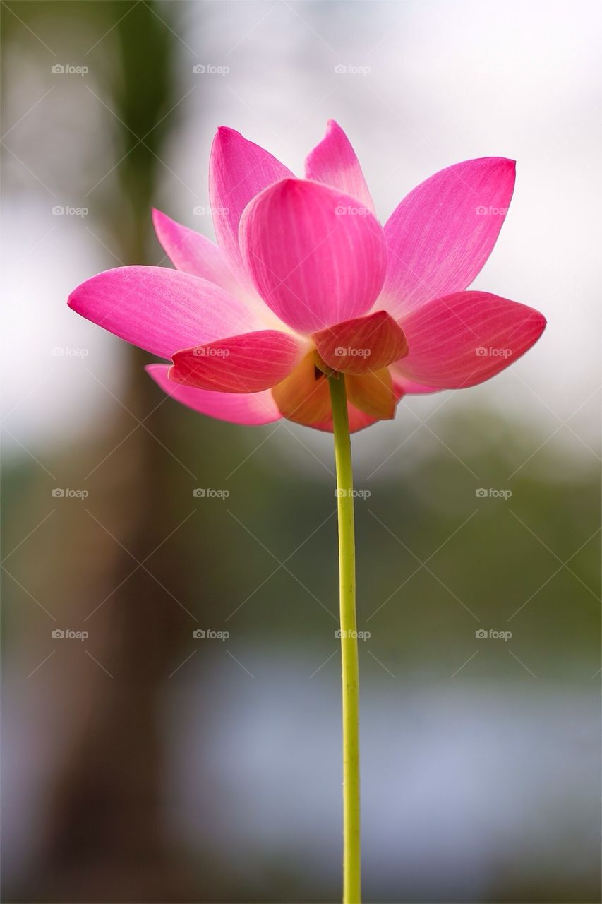 Lotus