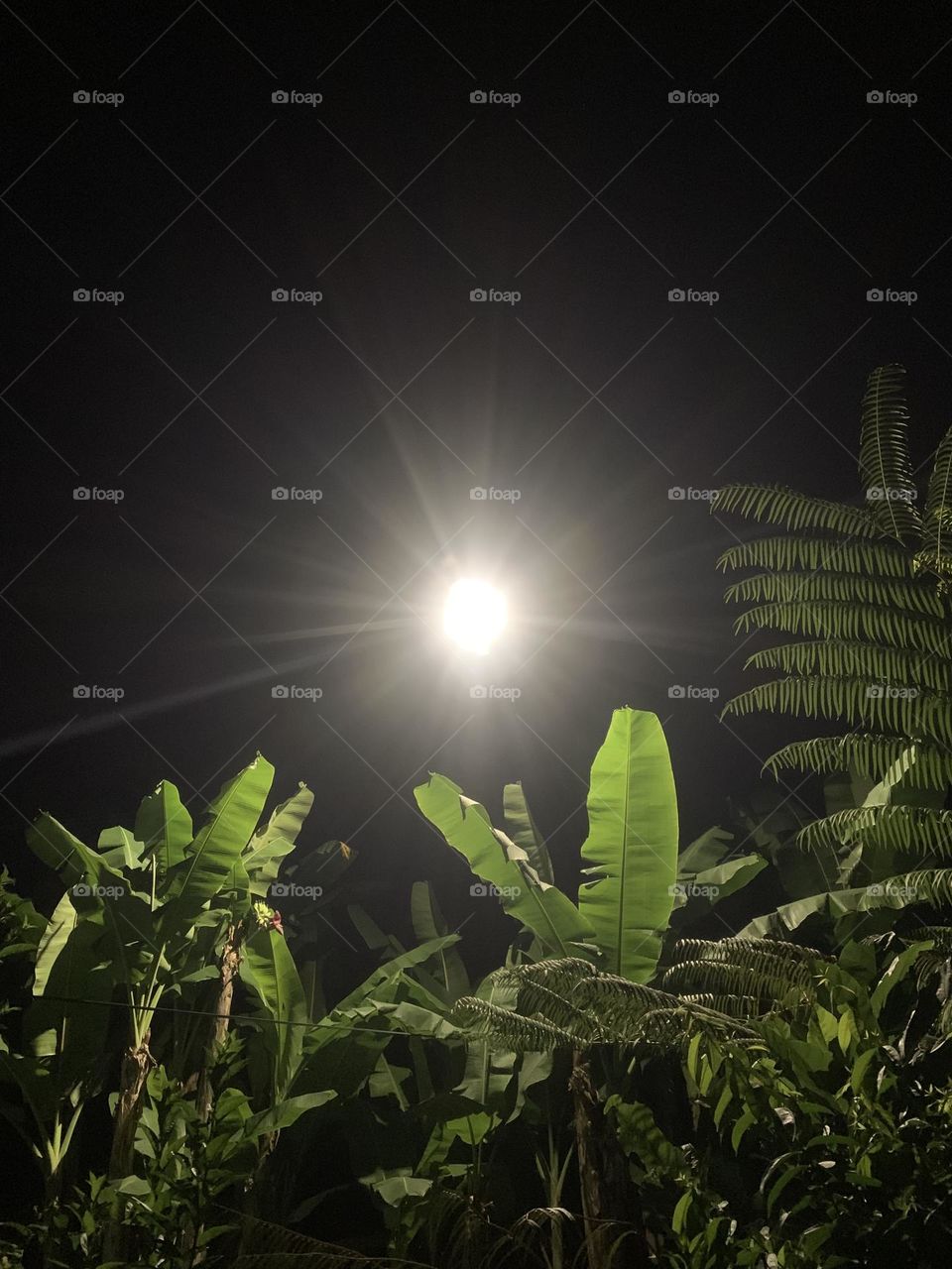 Light to night in the garden 