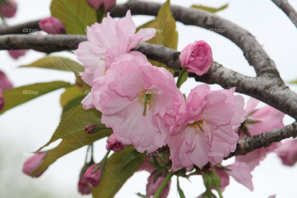 spring roses