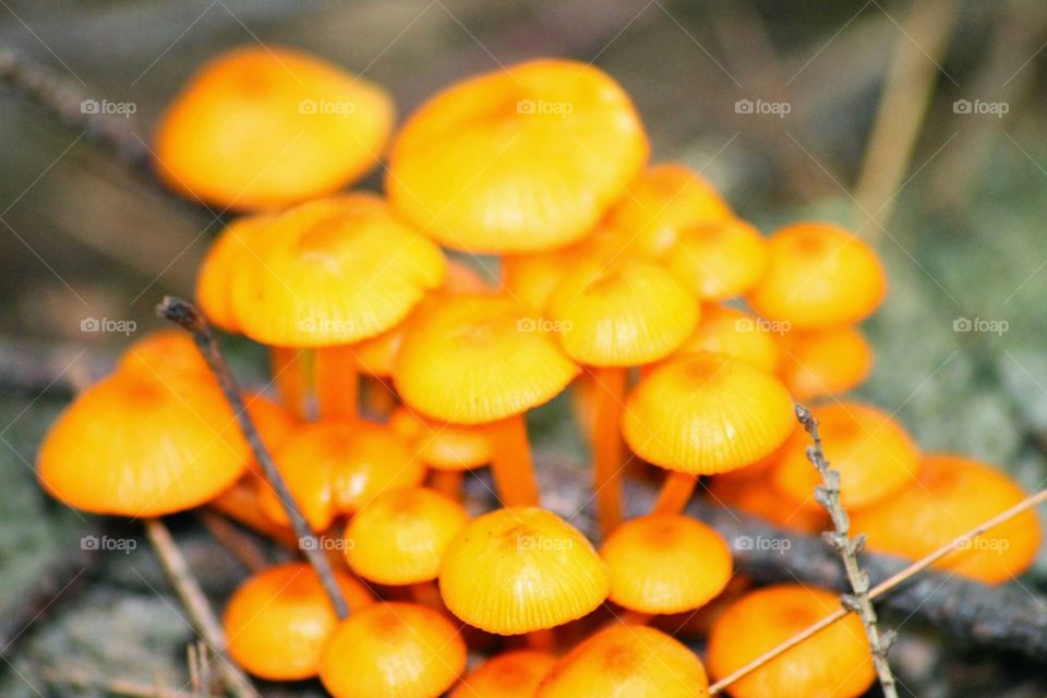 wild mushrooms