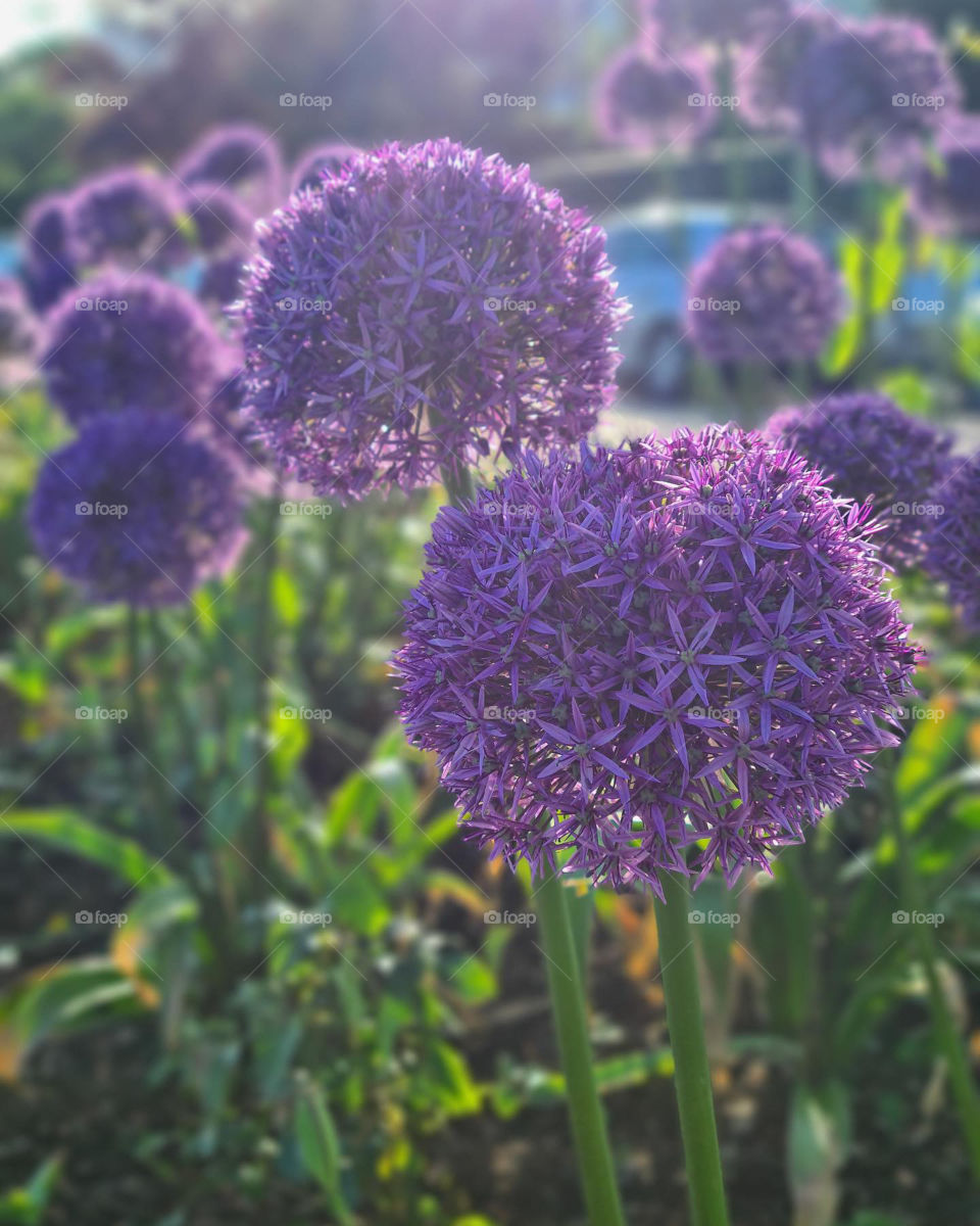 Summer. Violet vibes