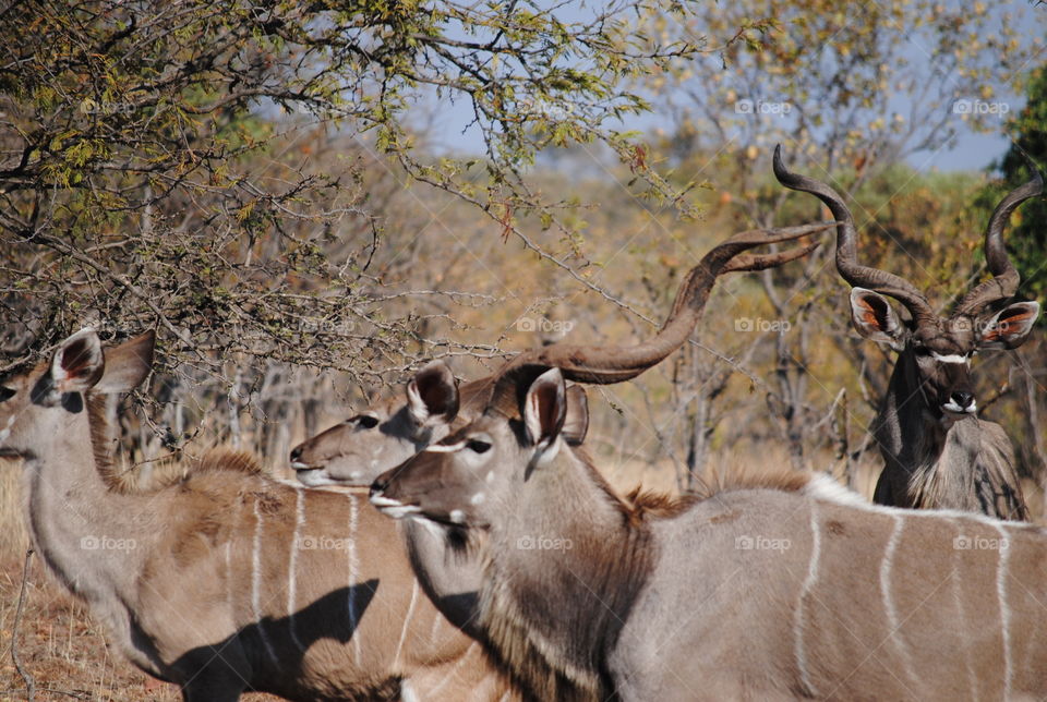 Game Ranch  -Kudu