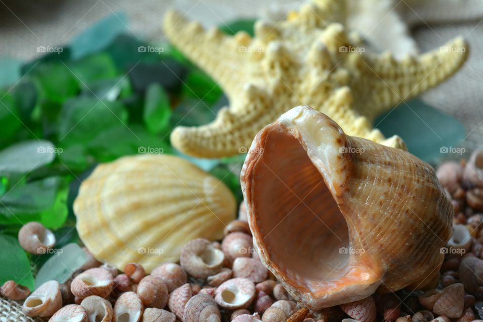 Shell, Seashell, Shellfish, Snail, Conch