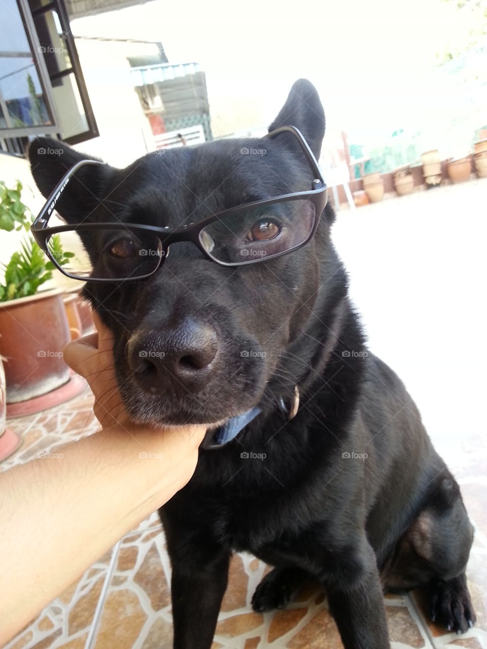 A black dog with eyeglasses