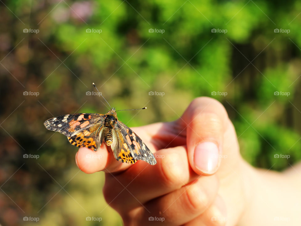 Painted Lady 