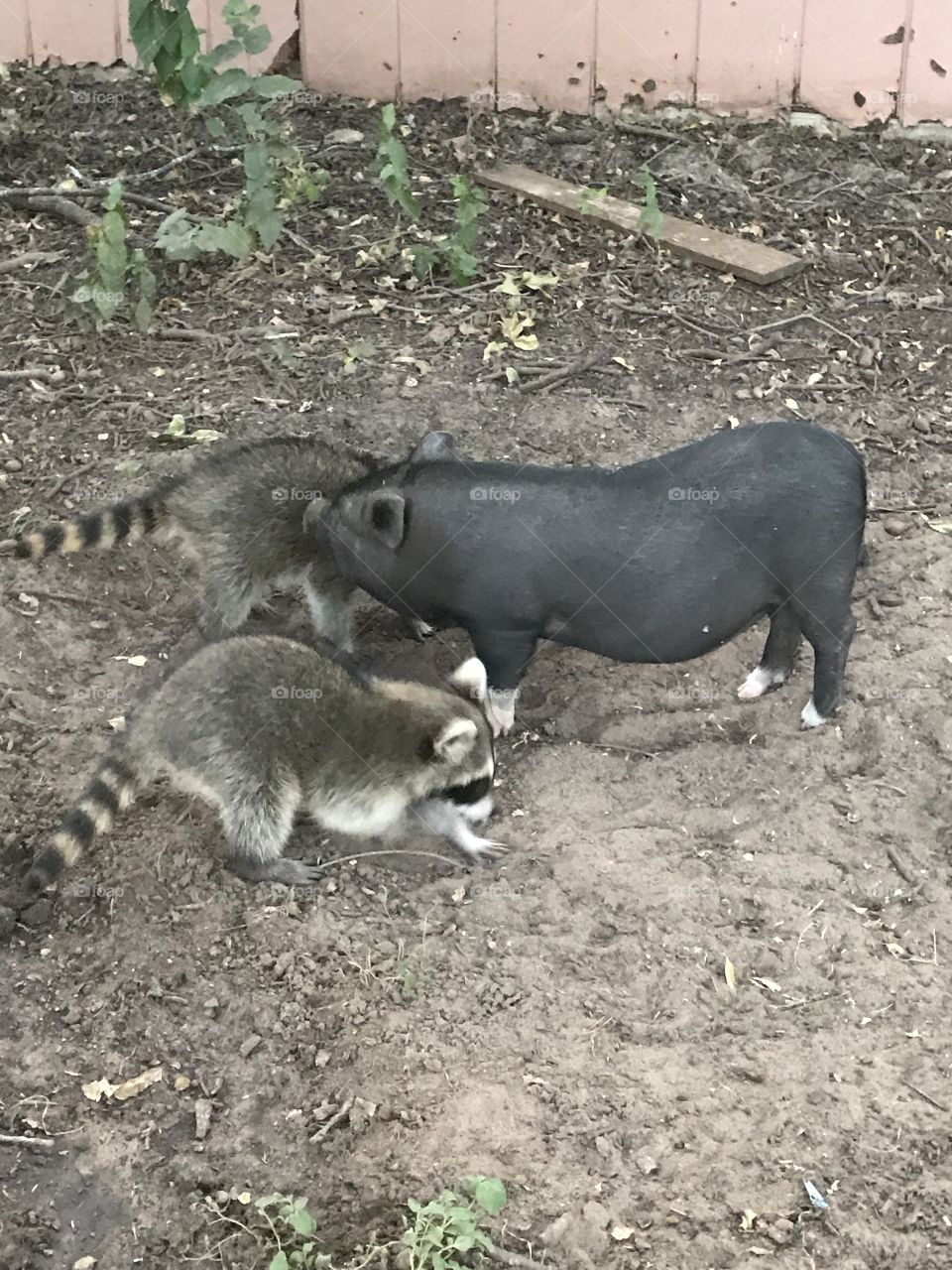 Piggy and raccoon 