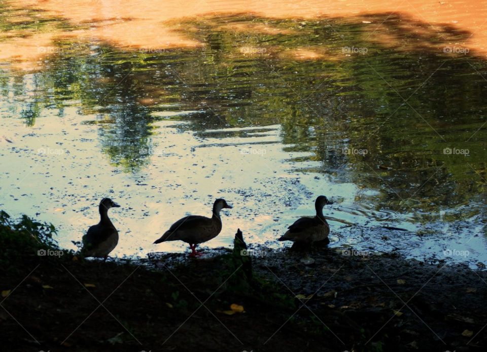 Water, Lake, Bird, River, Reflection