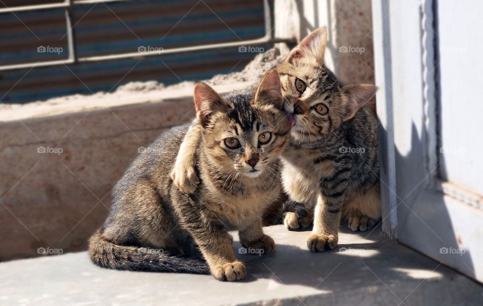 Cat brothers hugging each other