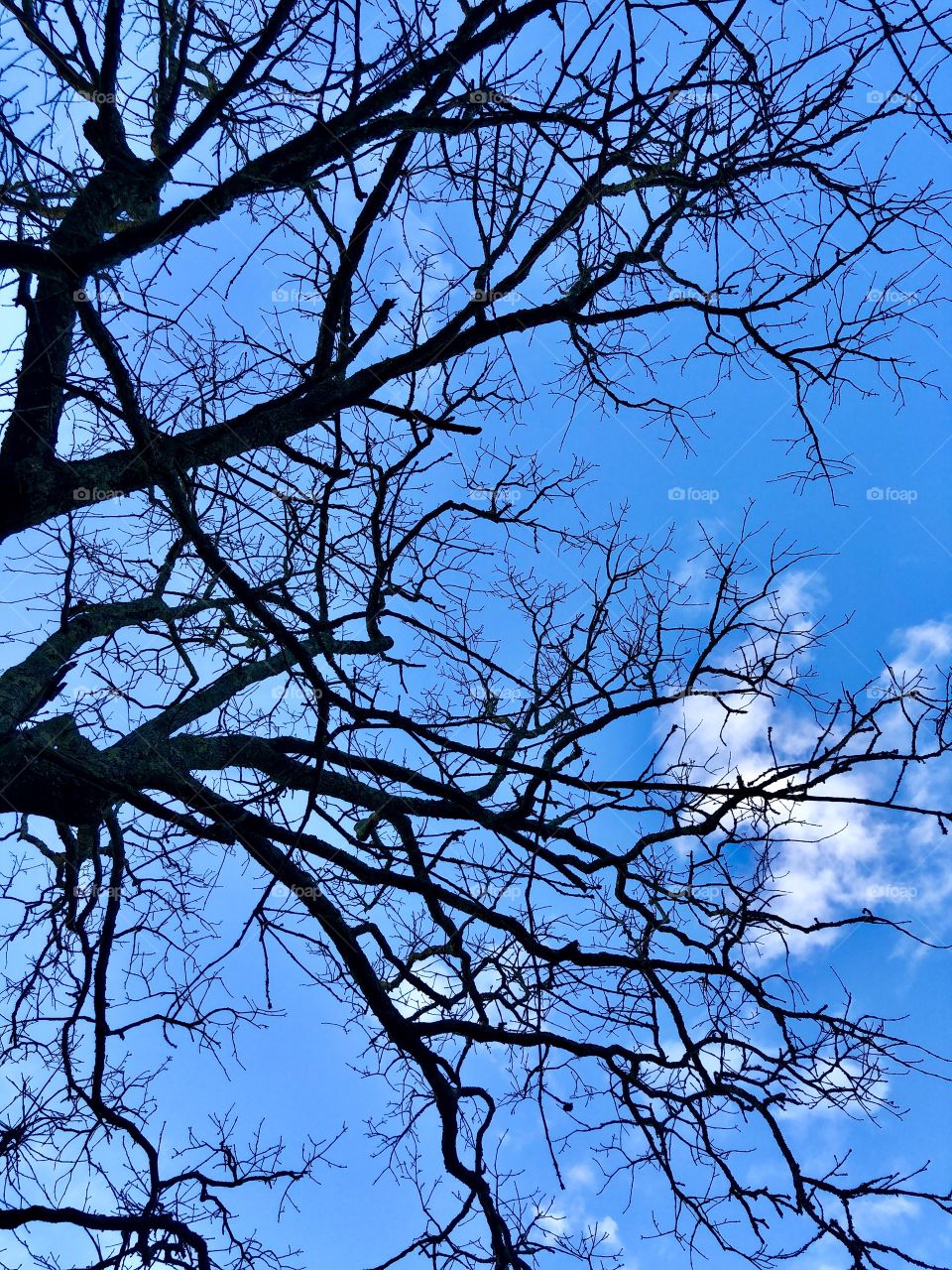 Bare oak branches 