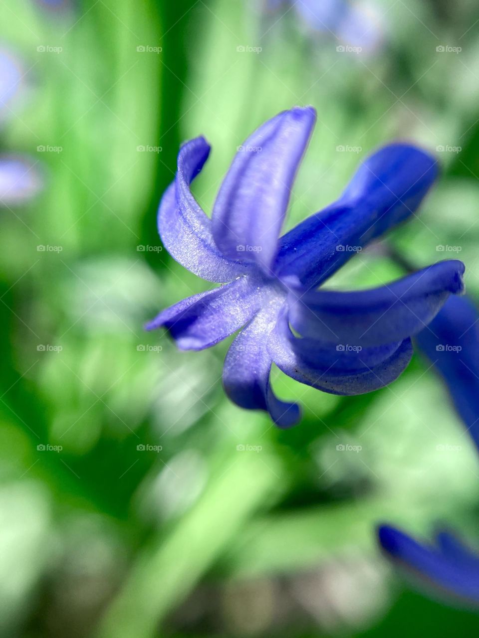 Spring flowers