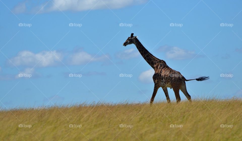 Giraffe Running