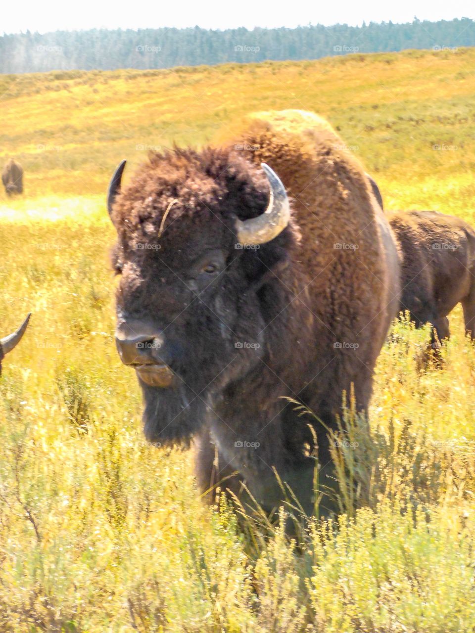 Bison in Yellowstone 
