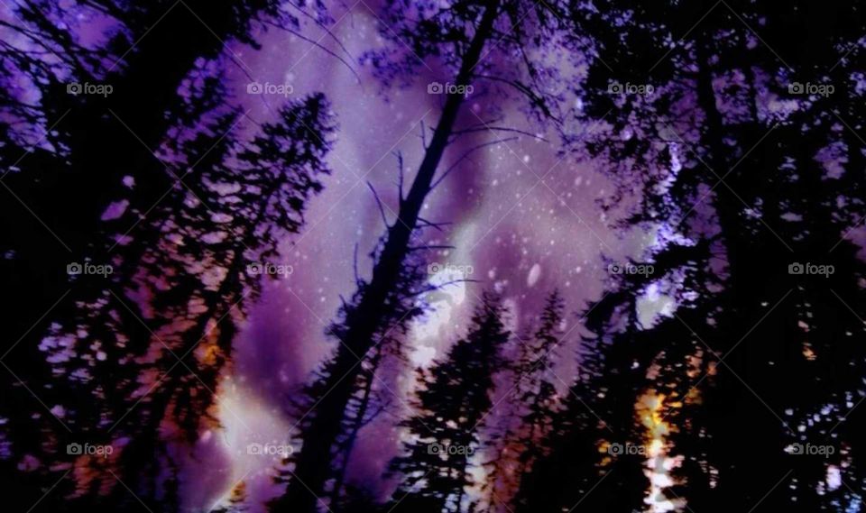 purple haze .trees in the mountains